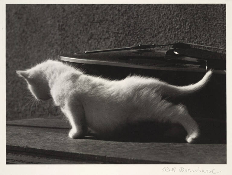 White kitten with violin