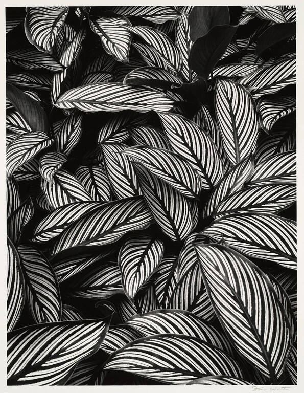 Calathea vittata, Oahu