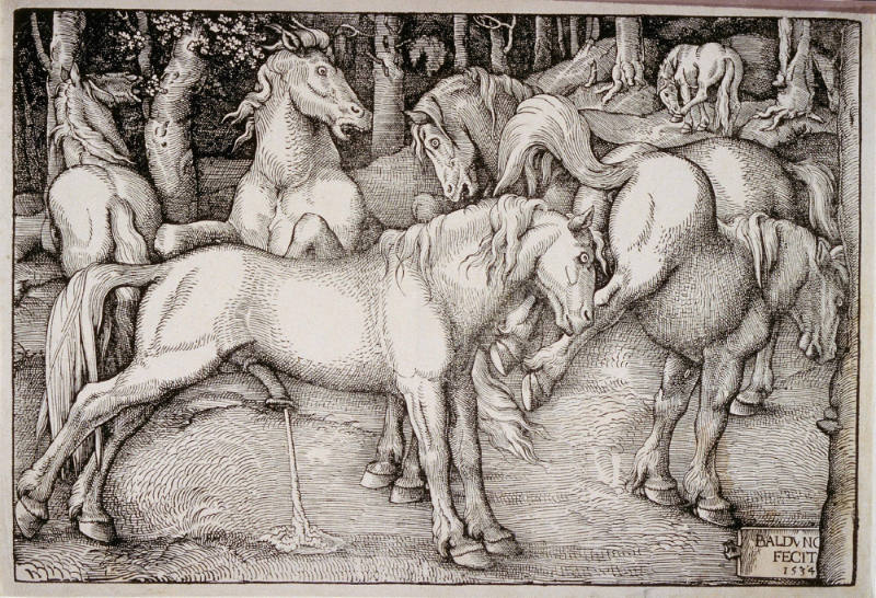 Group of Six Wild Horses