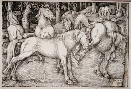 Group of Six Wild Horses