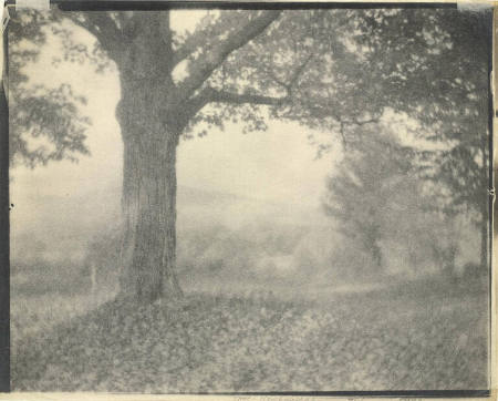 Tree, New England