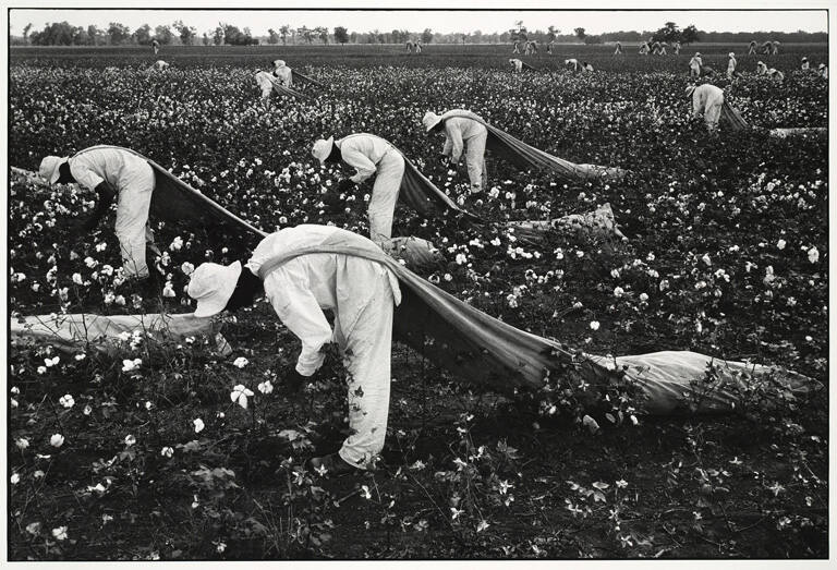 Cotton pickers, Ferguson Unit, Texas, from the portfolio Danny Lyon