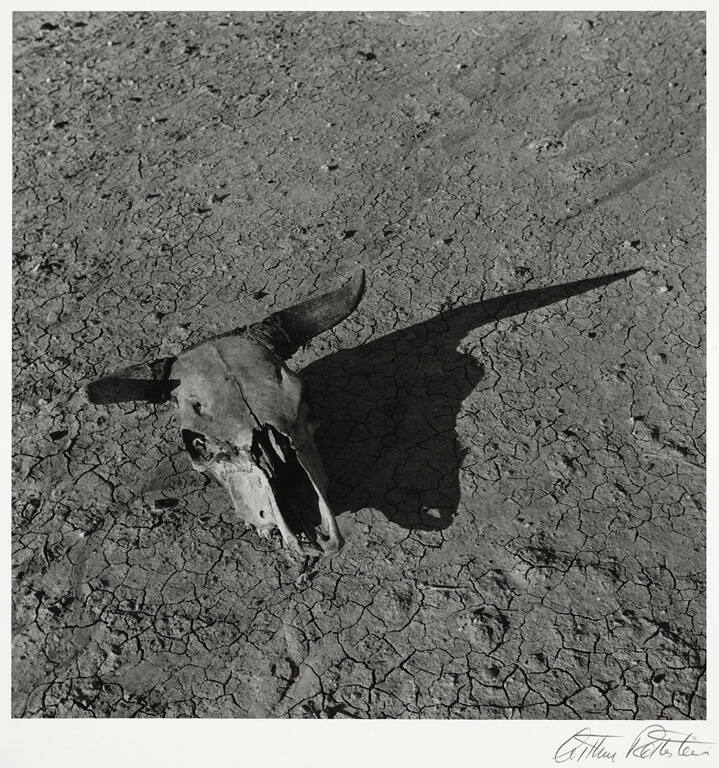 Skull, Badlands, South Dakota, from the portfolio Arthur Rothstein