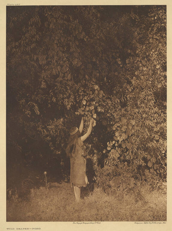 Wild Grapes - Pomo, from The North American Indian