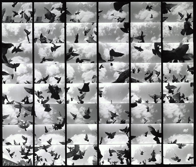 Pigeons: Whole Roll Series