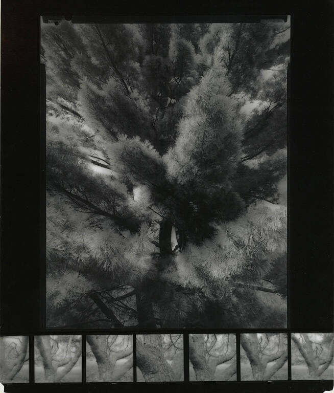 Blurred tree: Morton Arboretum