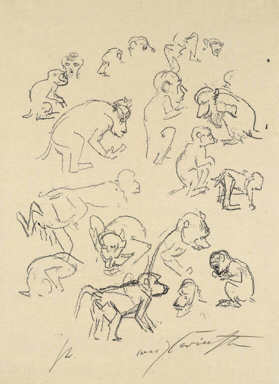 Studies of Monkeys