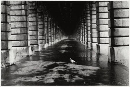 Pigeon, Paris, from the portfolio Edouard Boubat