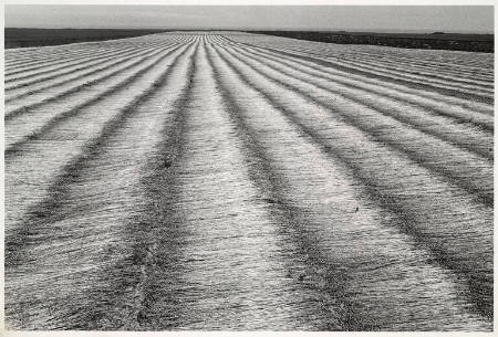 Champs de lin, Normandy, from the portfolio Edouard Boubat