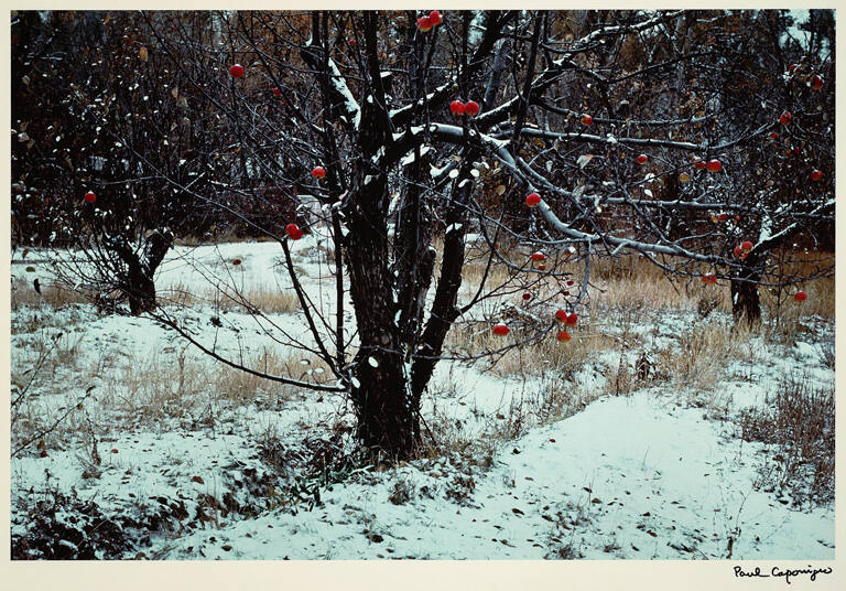 Apple orchard, Tesuque, NM, from Color Nature Landscapes II portfolio