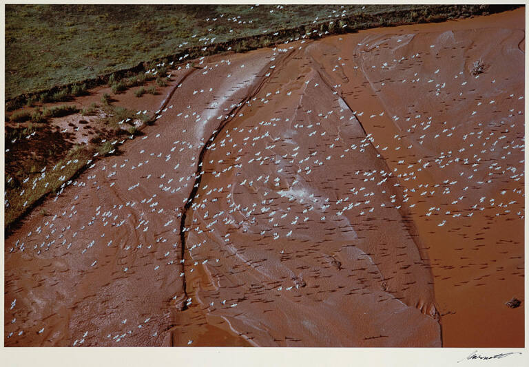 Sandhill cranes over Brazos River, Texas