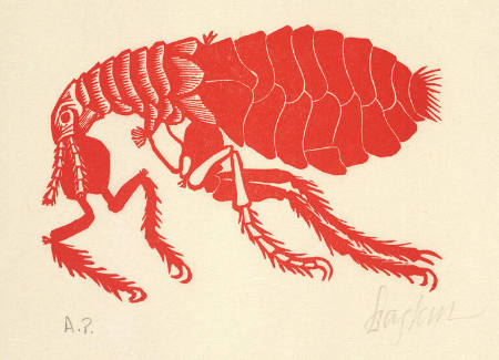 Flea, from A Little Book of Natural History