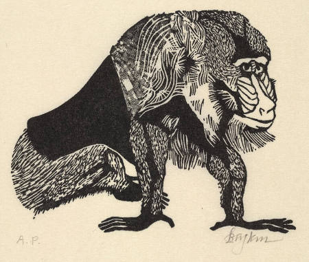 Mandrill, from A Little Book of Natural History