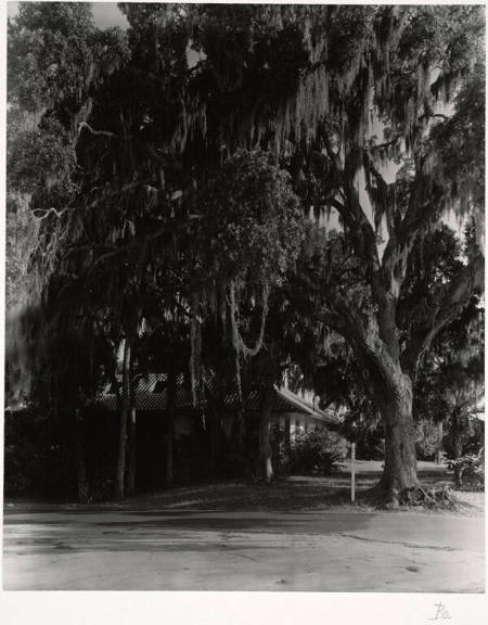 [House and tree with Spanish moss]