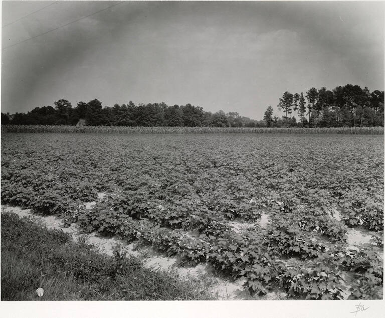 [Field]