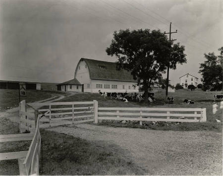 [Farm gate, barn and cows]