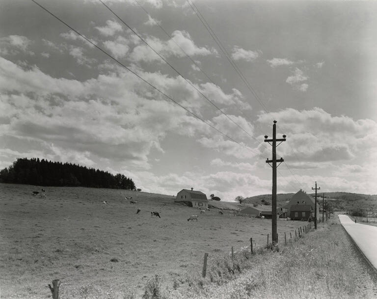 [Farm with cows grazing]