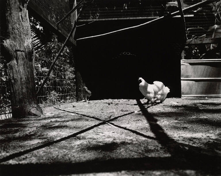 [Chicken in yard], from the series Route 1