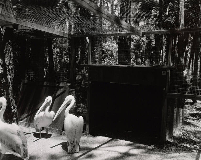 [Pelicans], from the series Route 1
