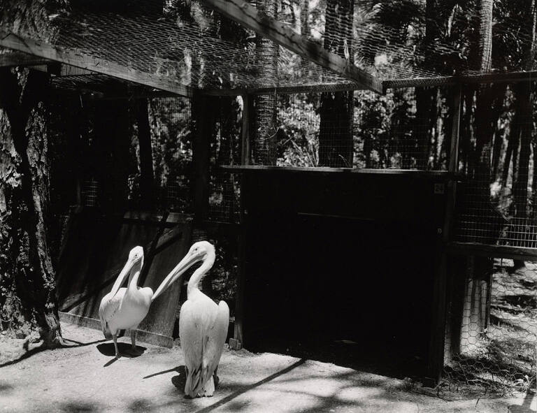 [Pelicans], from the series Route 1