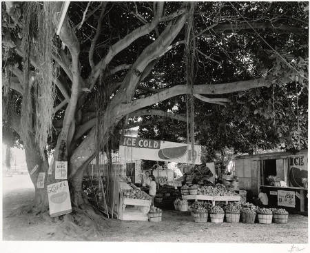 [Fruit market under banyan tree, South Dixie Highway, Miami, Florida]