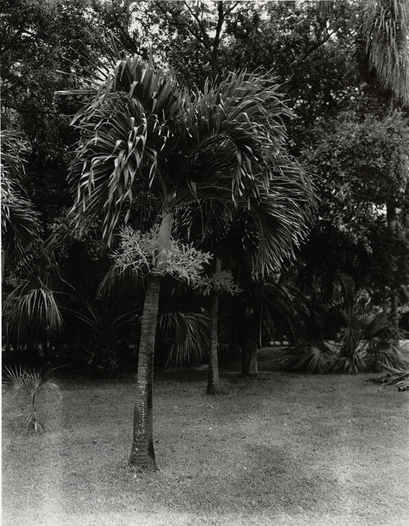 [Palm tree], from the series Route 1