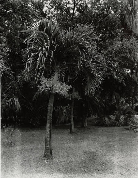 [Palm tree]