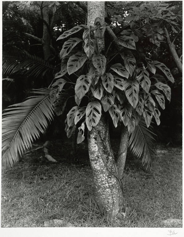 [Tree trunk], from the series Route 1