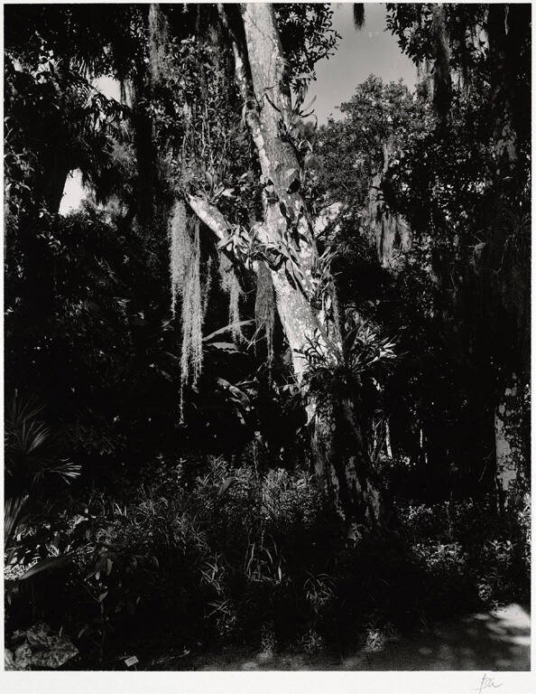 [Tree in dark forest]