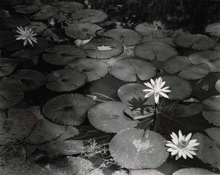 [Lily pads on water]