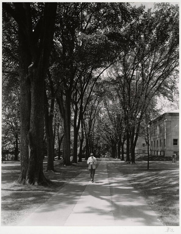 [Tree-lined walkway]