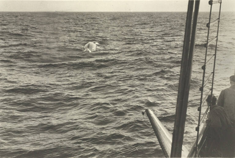 Page from the Whaling album