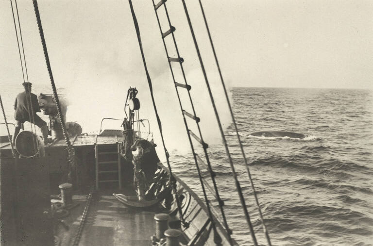 Page from the Whaling album