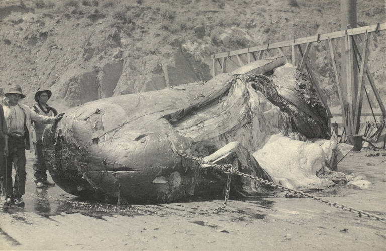 Page from the Whaling album