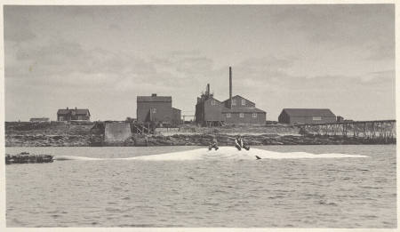 A 70-foot fin whale, plate 14 from the series Whaling Fishing/The Blacksod Bay Whaling Co. Ltd.