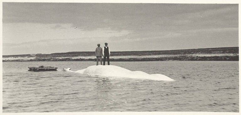 A 70-foot fin whale, plate 15 from the series Whaling Fishing/The Blacksod Bay Whaling Co. Ltd.