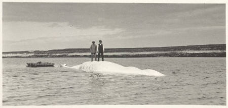 A 70-foot fin whale, plate 15 from the series Whaling Fishing/The Blacksod Bay Whaling Co. Ltd.