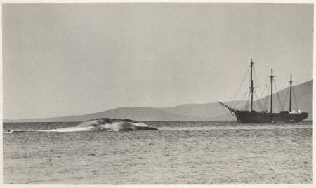 Same whale 12 hours later, plate 16 from the series Whaling Fishing/The Blacksod Bay Whaling Co. Ltd.