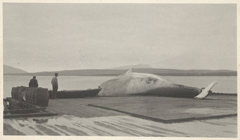 Then the whale is drawn up, plate 22 from the series Whaling Fishing/The Blacksod Bay Whaling Co. Ltd.