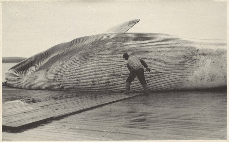 The first cut, plate 24 from the series Whaling Fishing/The Blacksod Bay Whaling Co. Ltd.