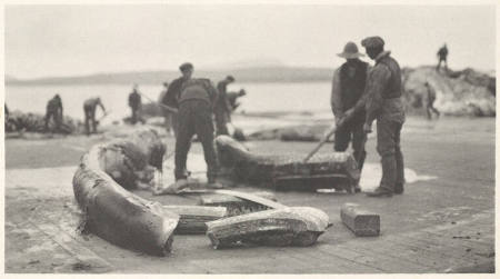 (Blankets) are then cut into chunks, plate 28 from the series Whaling Fishing/The Blacksod Bay Whaling Co. Ltd.