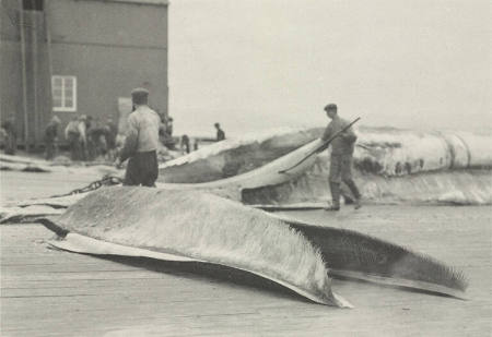 Whale Bone, plate 34 from the series Whaling Fishing/The Blacksod Bay Whaling Co. Ltd.