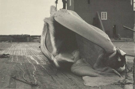 Whale bone that is taken from the mouth, plate 35 from the series Whaling Fishing/The Blacksod Bay Whaling Co. Ltd.