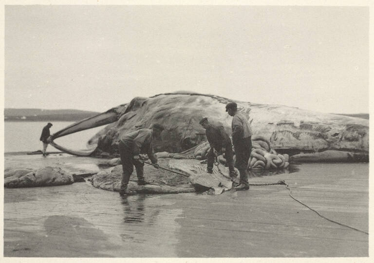 Carcase [carcass] consisting of the entrails, plate 39 from the series Whaling Fishing/The Blacksod Bay Whaling Co. Ltd.
