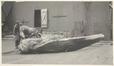 Whale jaws, plate 40 from the series Whaling Fishing/The Blacksod Bay Whaling Co. Ltd.
