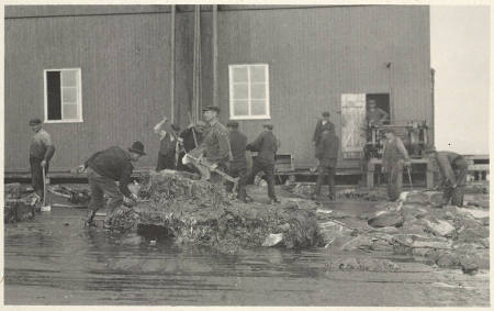 (The carcass) is cut up into small pieces, plate 43 from the series Whaling Fishing/The Blacksod Bay Whaling Co. Ltd.