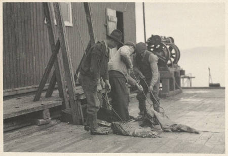 (The carcass pieces are) drawn into buckets, plate 44 from the series Whaling Fishing/The Blacksod Bay Whaling Co. Ltd.