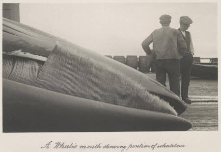 A whale's mouth showing position of whalebone