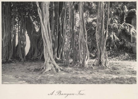 A banyan tree