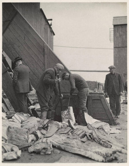 [Men working with cut-up fish], from Whaling album